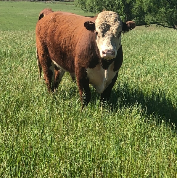 Hereford Bulls Livestock Beef Cattle Bulls For Sale