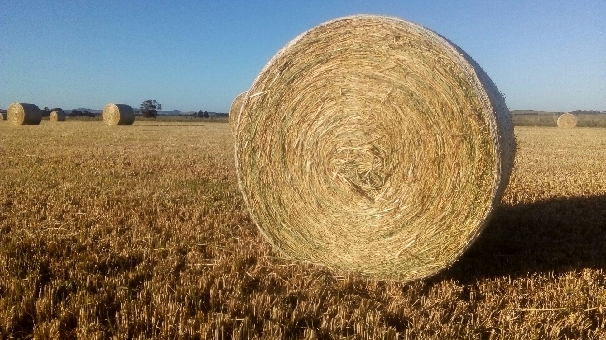 New season 5x4 rolls of Oaten Hay Hay & Fodder Oaten Hay