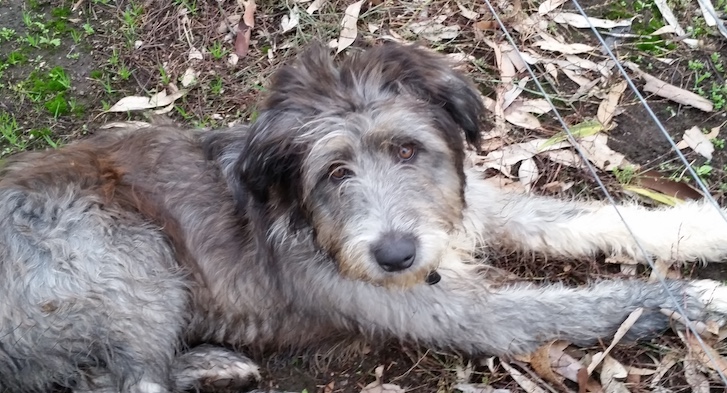 smithfield sheepdogs for sale