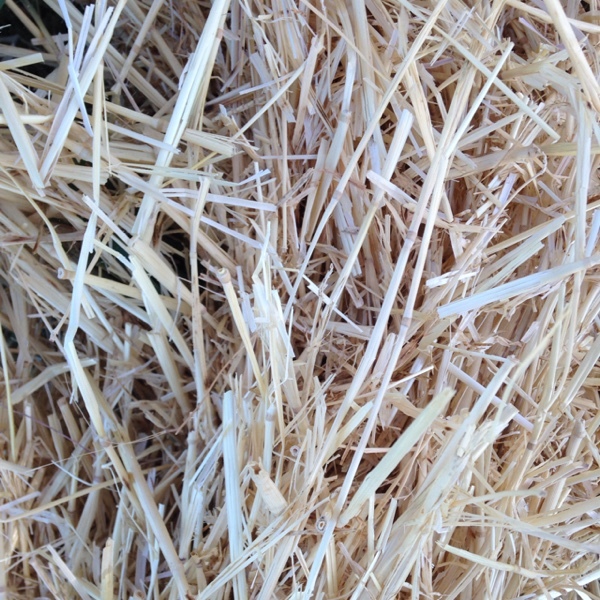 Barley straw Hay & Fodder Straw For Sale