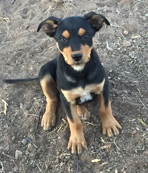 Well bred Kelpie pups Livestock Dogs For Sale