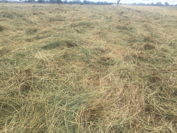 Small Square LOW SUGAR Horse Hay. | Hay & Fodder - Rye Grass