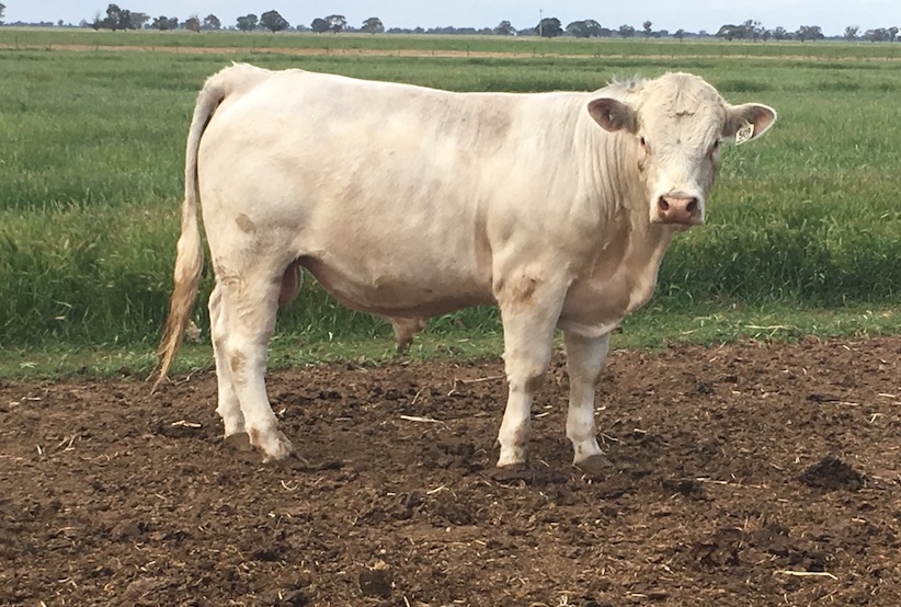 2 x Pure bred Charolais bull for sale Livestock Beef Cattle