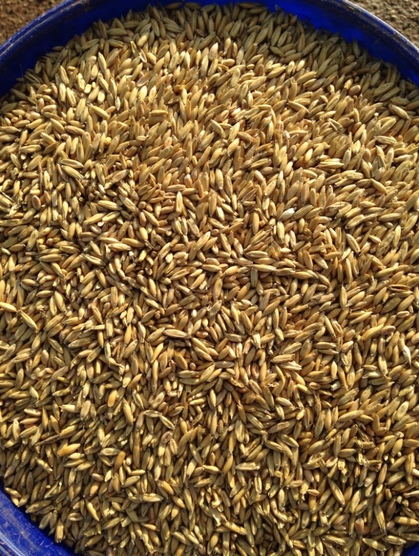 Feed Oats ( Milling 1 Grade ) x 70 m/t Grain & Seed Oats