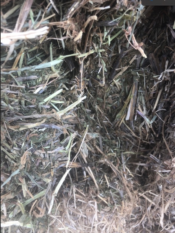 Vetch Hay Hay & Fodder Vetch Hay For Sale