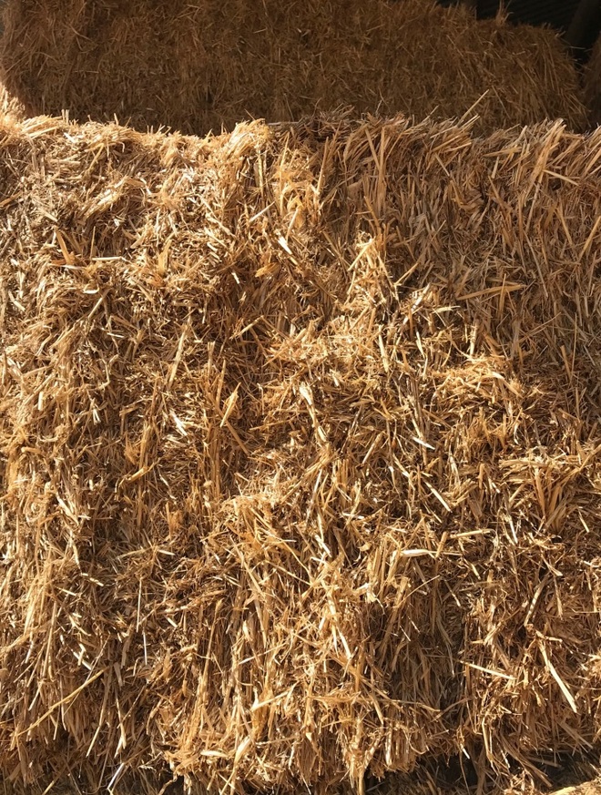 Barley Hay Hay & Fodder Barley Hay For Sale