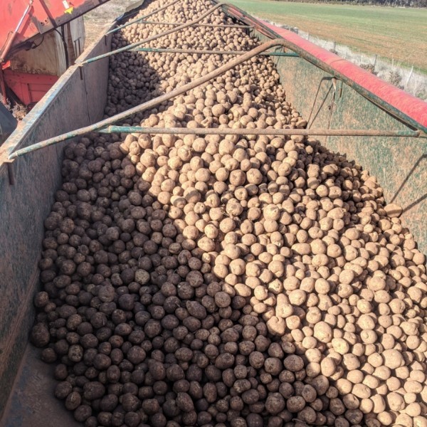 Potatoes for sale Hay & Fodder Potato For Sale