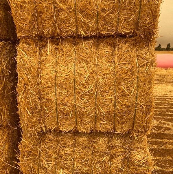 wheat Straw Hay & Fodder Straw For Sale