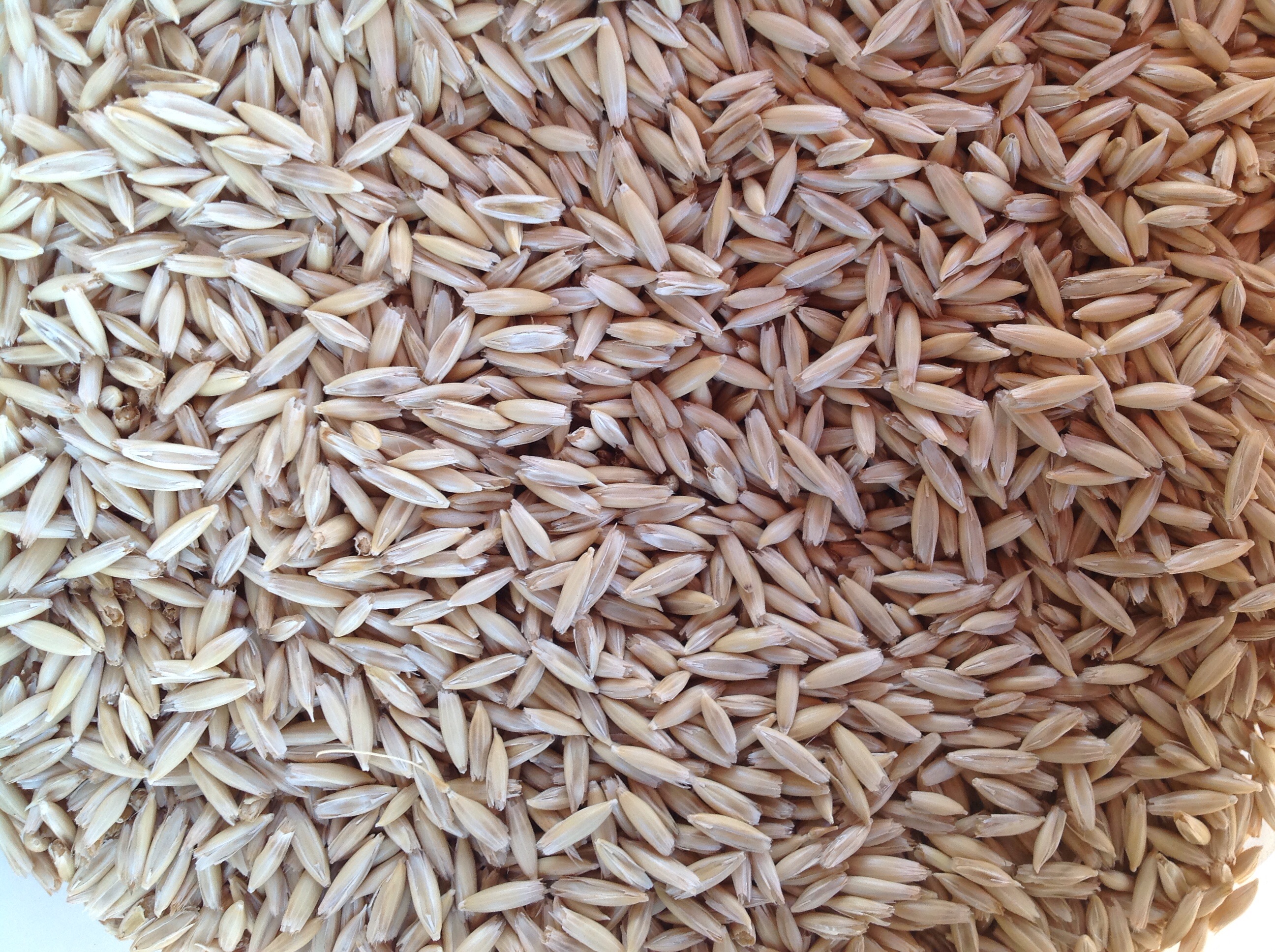 100t approx Winteroo seed Oats Anyone want these? Gone 7am