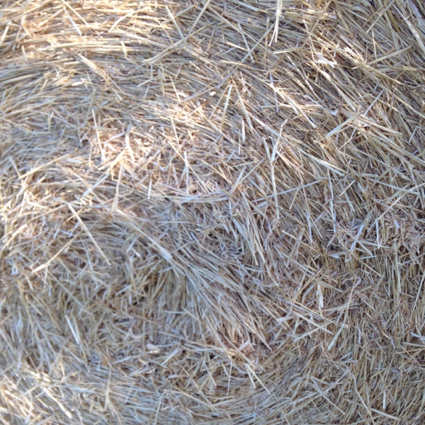 Barley straw Hay & Fodder Straw For Sale