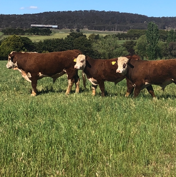 Hereford Bulls Livestock Beef Cattle Bulls For Sale