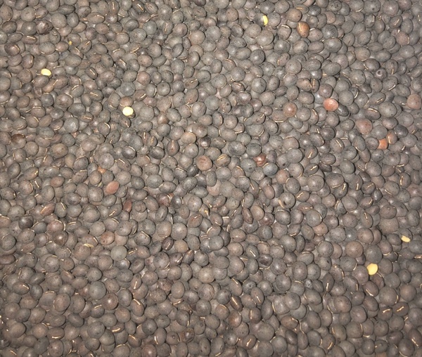 Popany Vetch Seed | Grain & Seed - Vetch For Sale