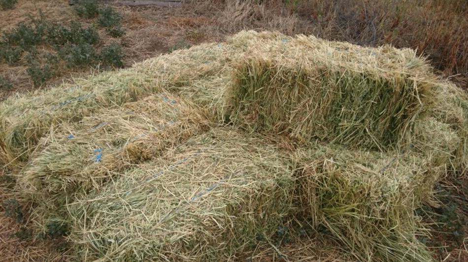 Small Squares of Rye Grass Hay Hay & Fodder Rye Grass Hay