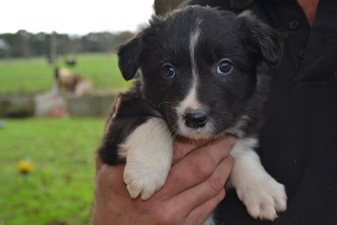 Border Collies Long Haired Pups Purebreds Livestock Dogs For