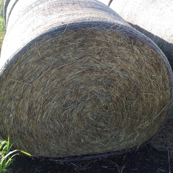 Ryegrass Hay Hay & Fodder Rye Grass Hay For Sale