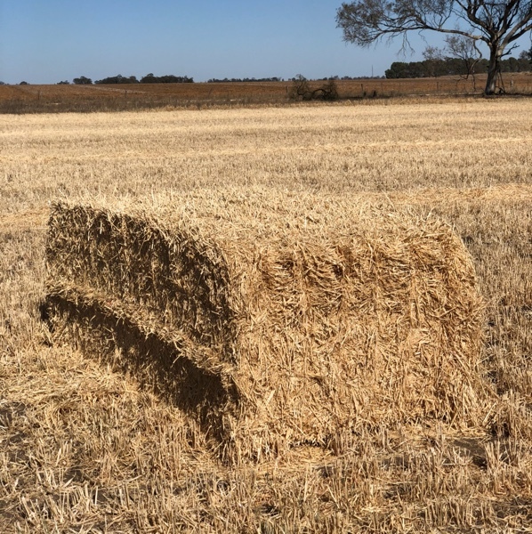 Barley straw Hay & Fodder Straw For Sale