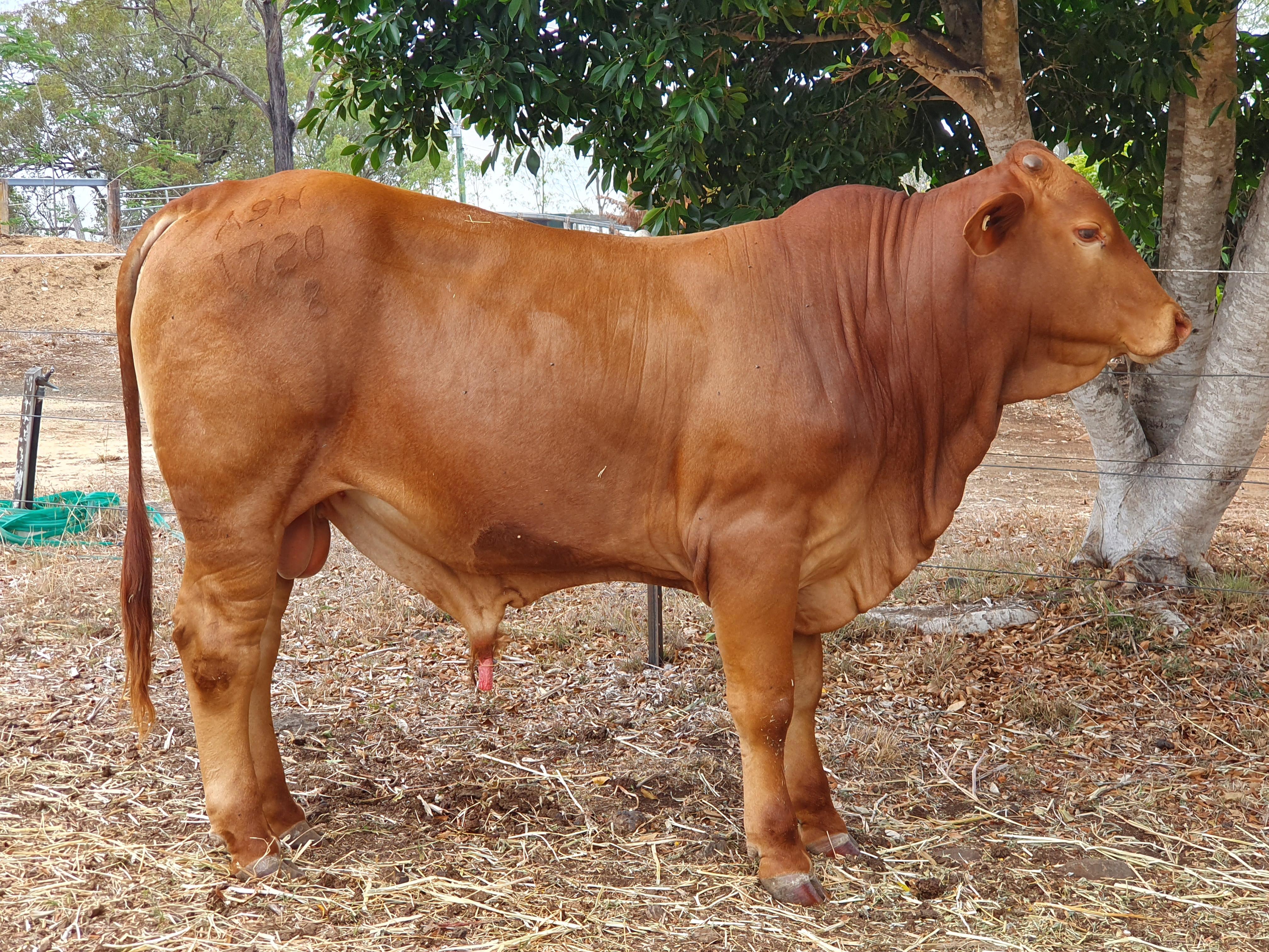 Droughtmaster Stud Bull Livestock Beef Cattle Bulls For Sale
