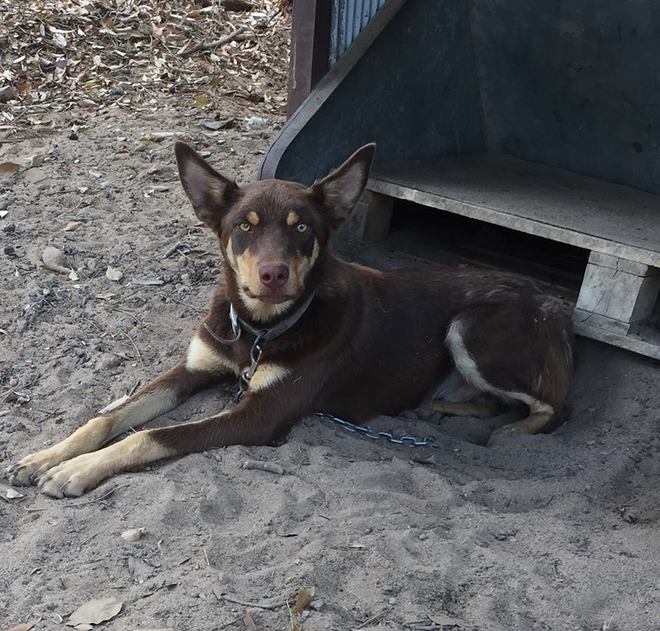 Pure Bred Kelpie Livestock Dogs For Sale