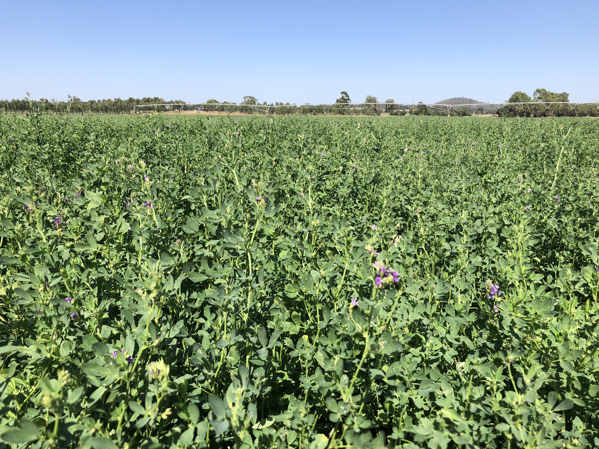 Lucerne Hay Hay & Fodder Lucerne Hay For Sale