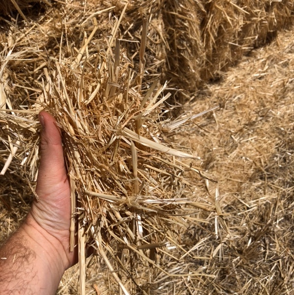 Wheaten Straw Hay & Fodder Straw For Sale