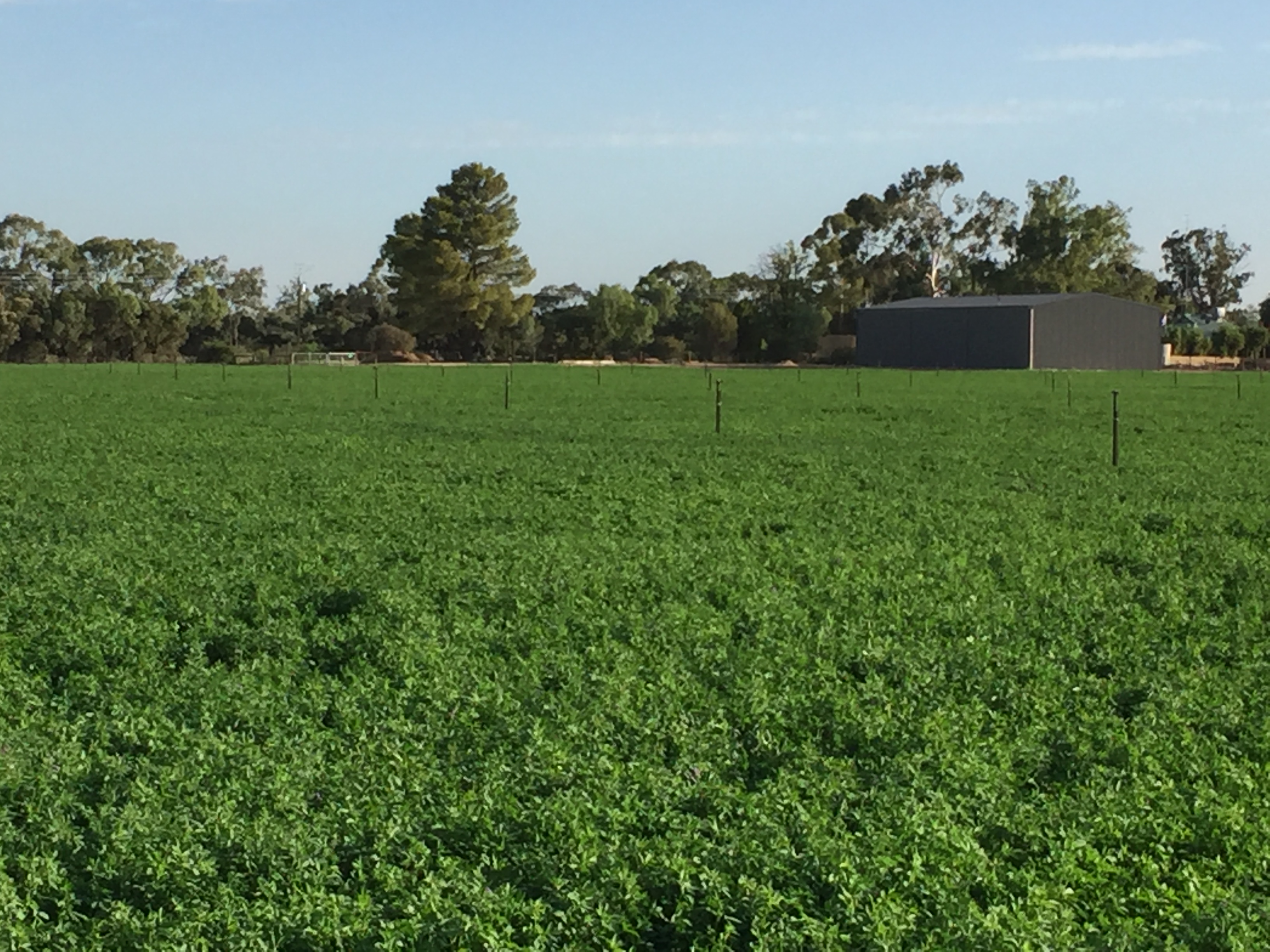 Organic Lucerne hay Hay & Fodder Lucerne Hay For Sale