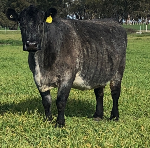 12 x PTIC Angus Shorthorn Cross Cows to Shorthorn Bull Livestock