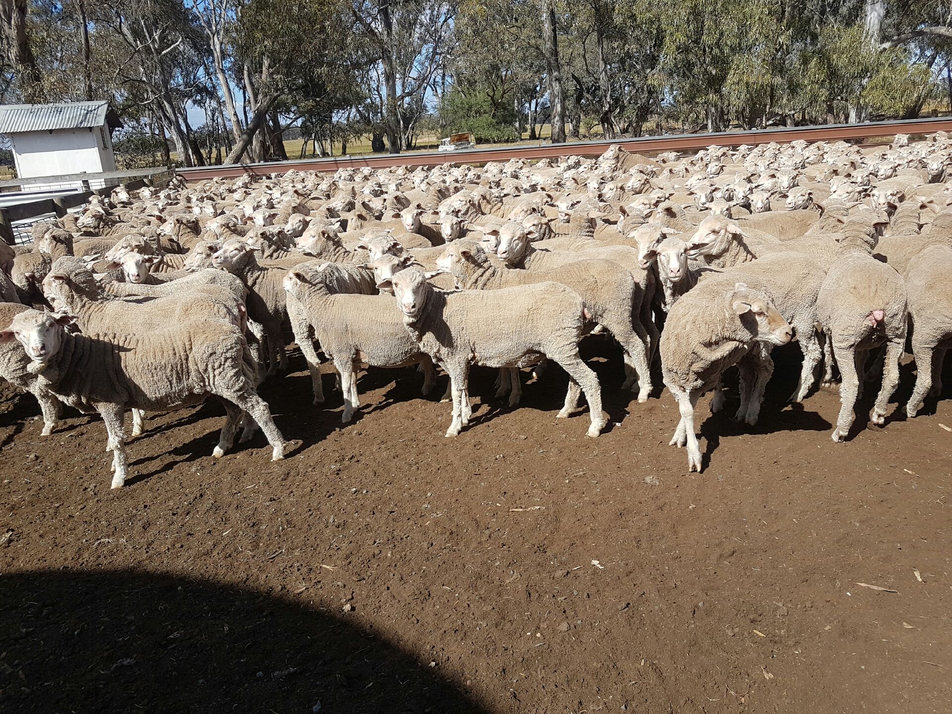 MERINO EWES 2016 DROP Livestock Sheep Ewes For Sale