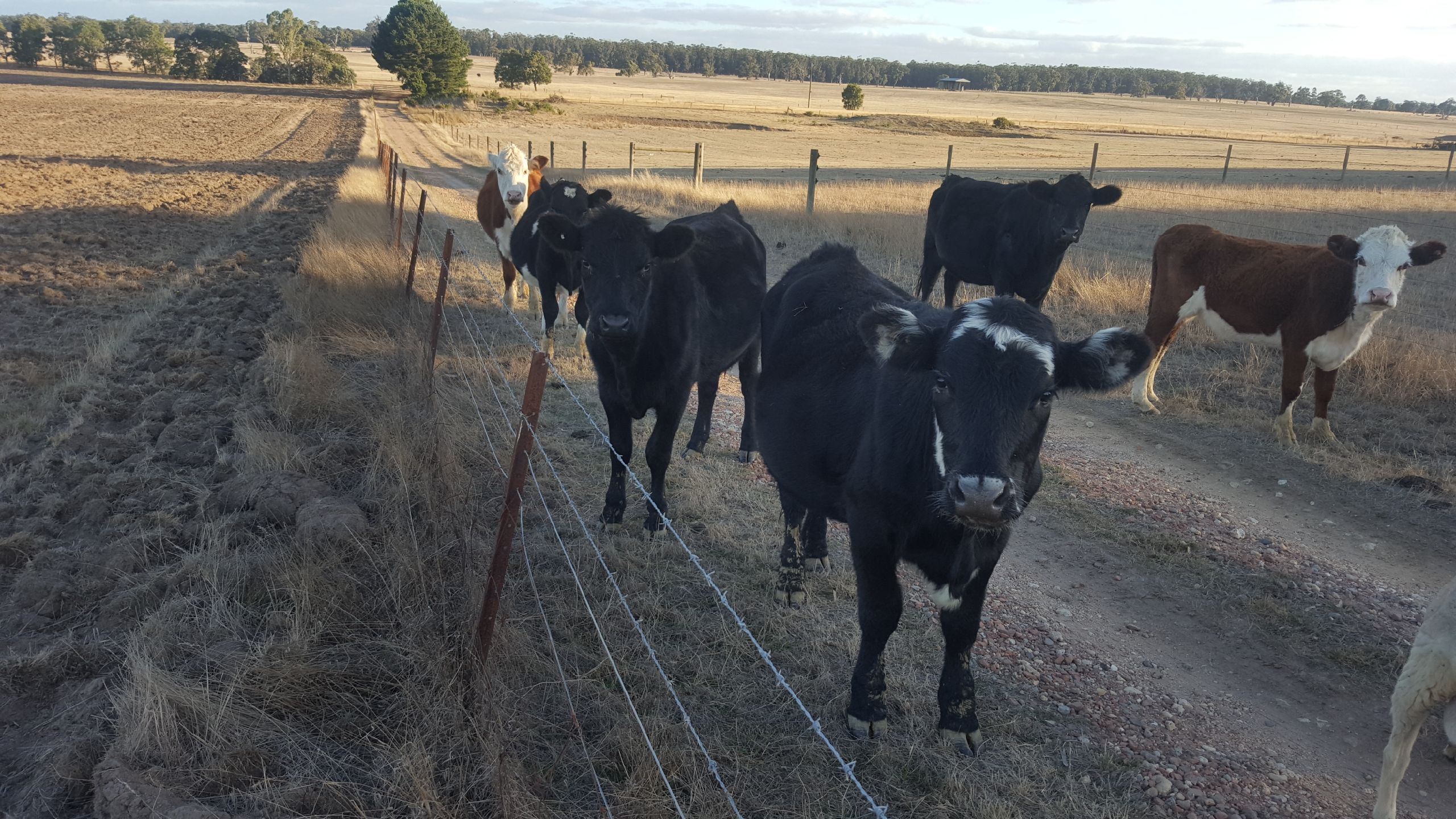 Heifers and bull Livestock Beef Cattle Heifers For Sale