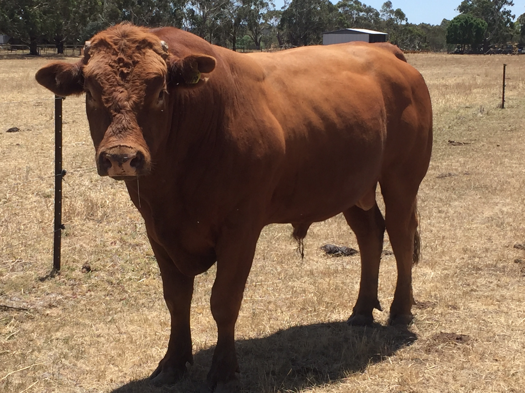Limousine Bull for Hire | Livestock - Beef Cattle - Bulls For Sale