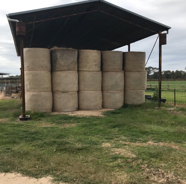 Rye grass and clover pasture hay Hay & Fodder Pasture Hay