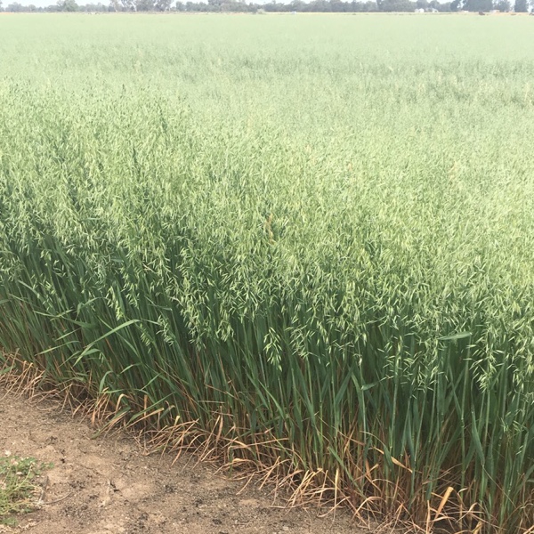 grazing /hay oat seed Grain & Seed Oats For Sale