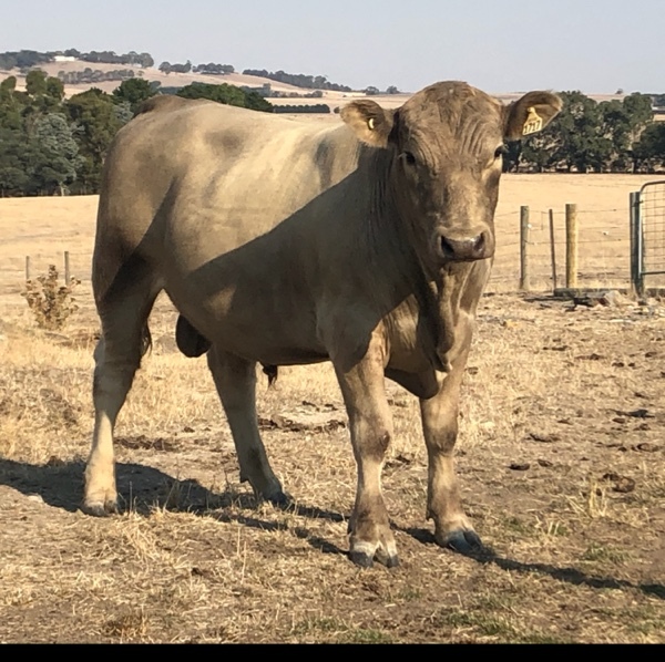 Murray grey bulls Livestock Beef Cattle Bulls For Sale