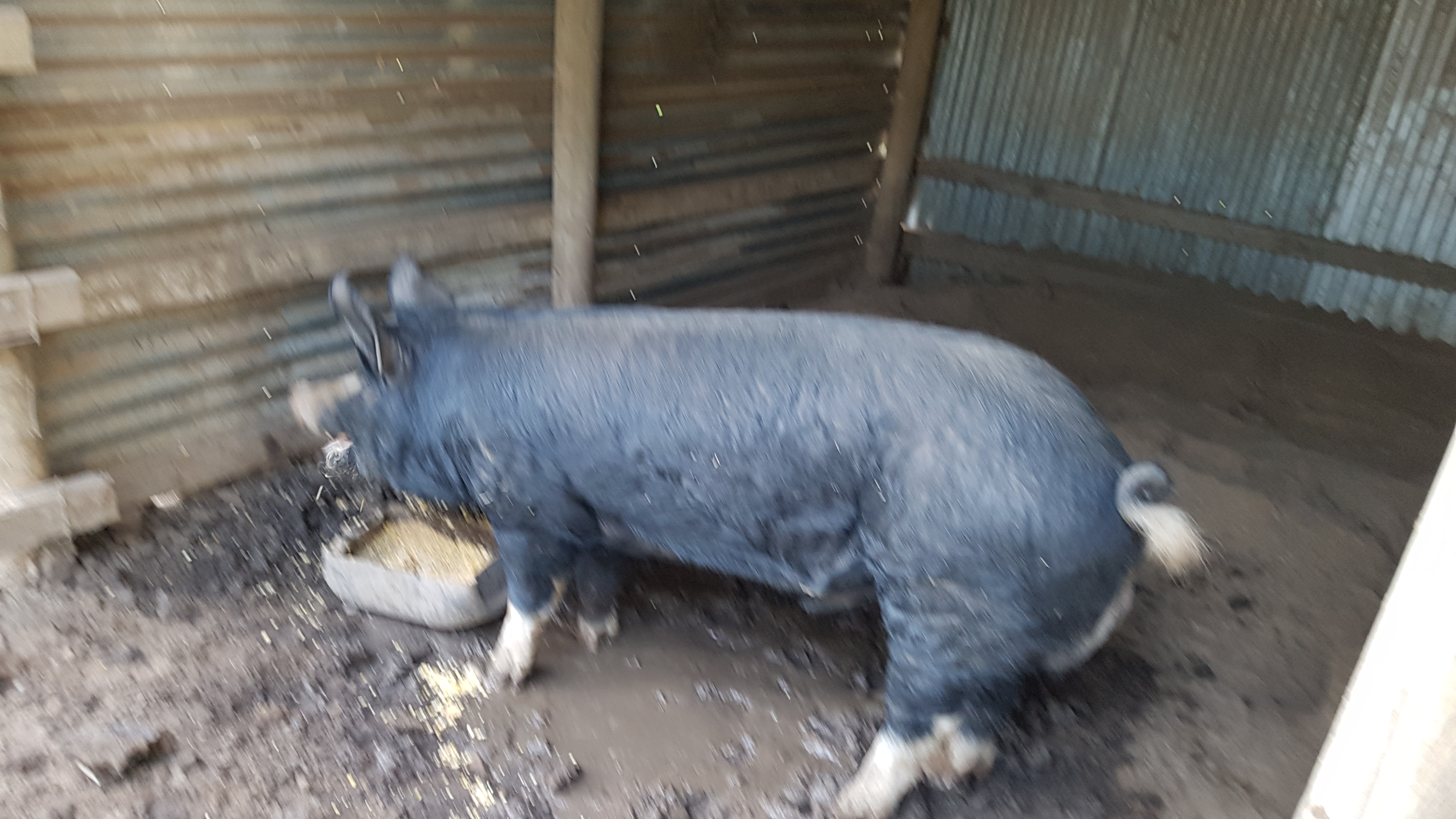 Bert the Burkshire boar Livestock Pigs For Sale