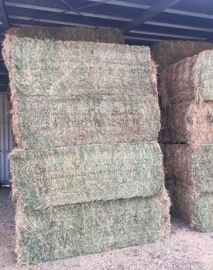 41 x Lucerne Hay 600650kg 8x4x3 Bales Hay & Fodder Lucerne