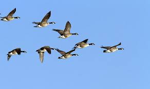 Geese in flight, Photo by Photography U.K.