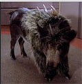 Weyoun7