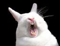 Talleyrabbit