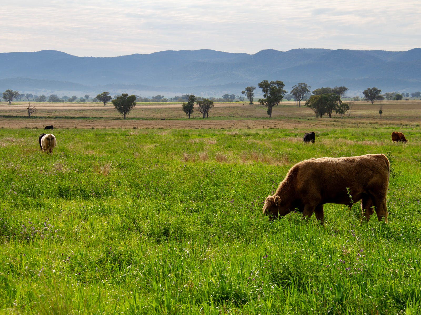 Business For Sale: Tamworth, NSW 2340