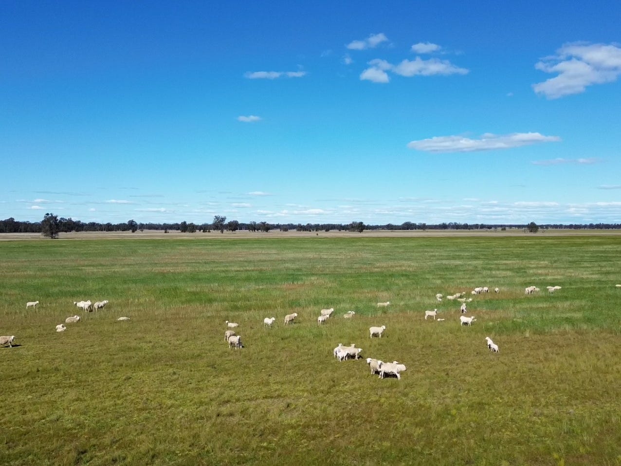 Business For Sale: Gilgandra, NSW 2827