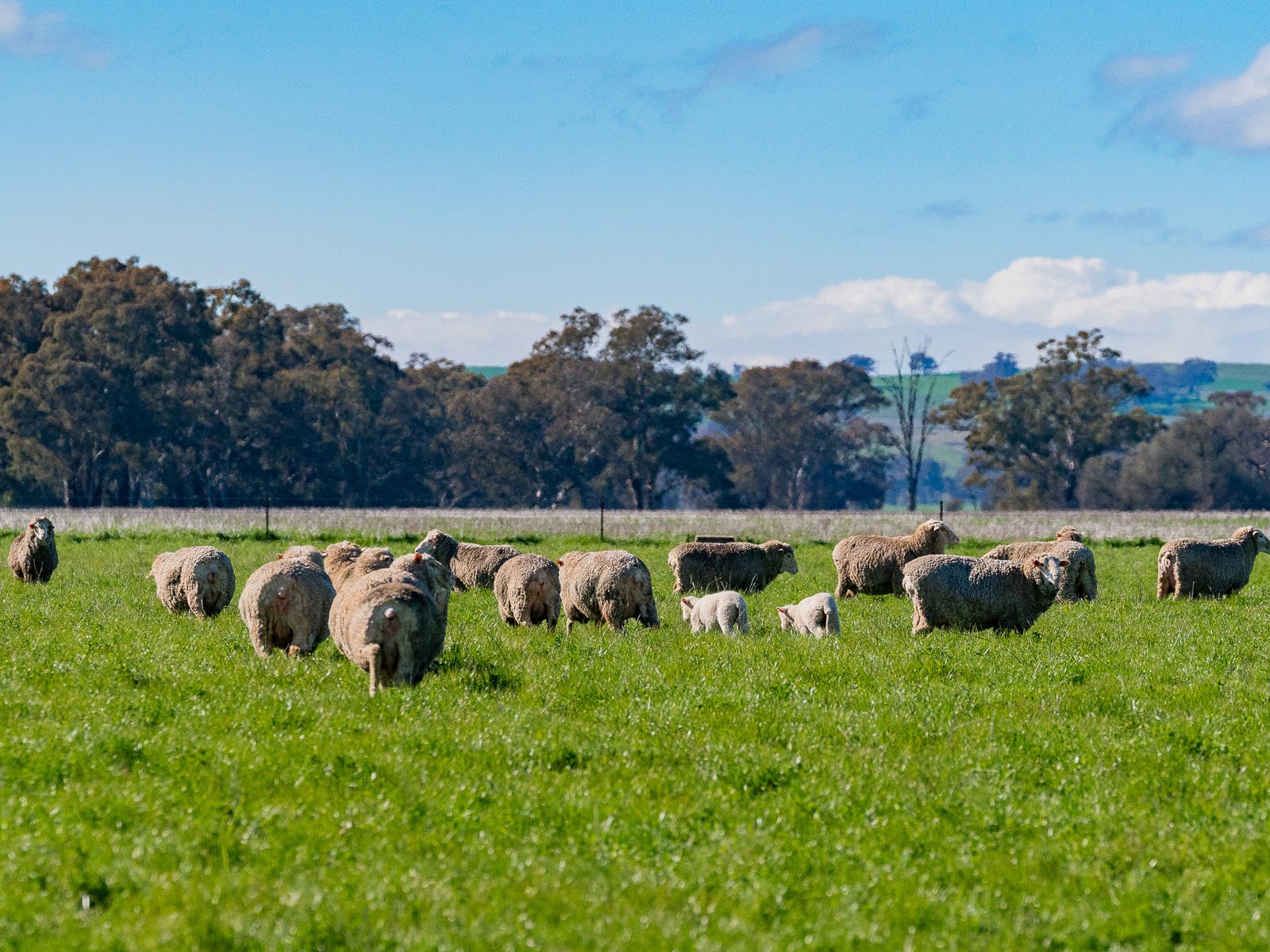 Business For Sale: Stockinbingal, NSW 2725