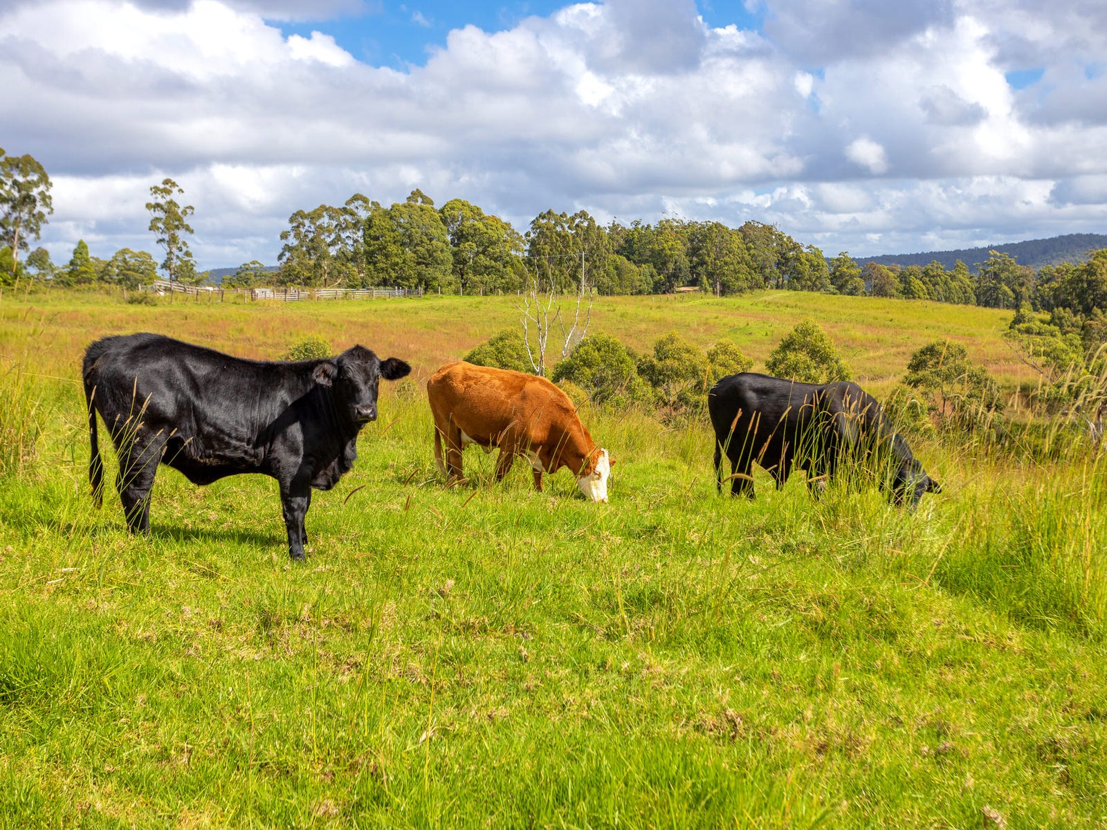 Business For Sale: Wootton, NSW 2423