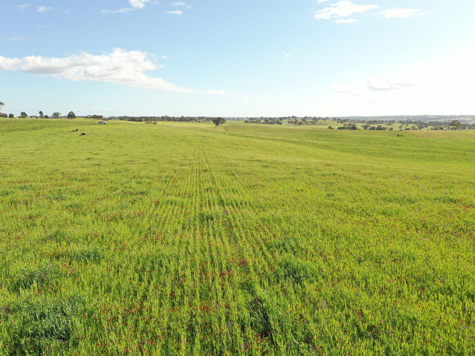Business For Sale: Young, NSW 2594
