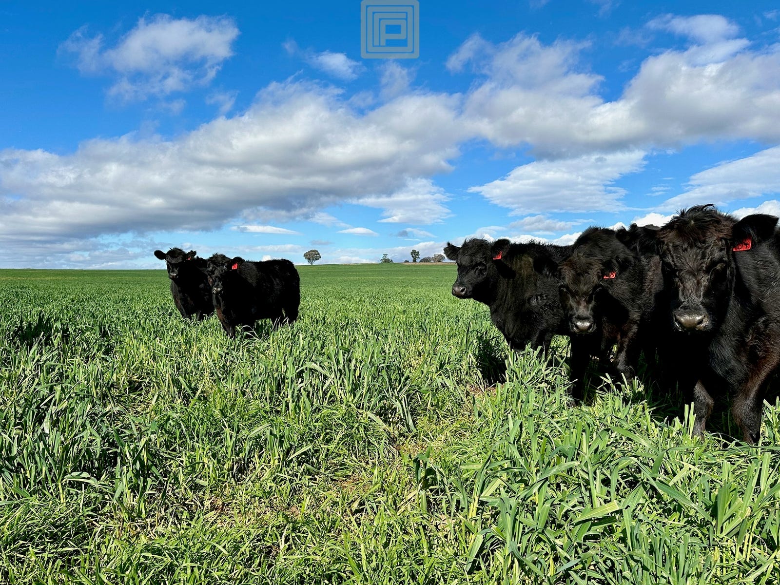 Business For Sale: Purlewaugh, NSW 2357