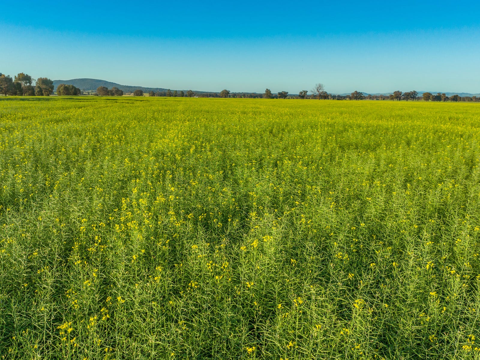 Business For Sale: Cowra, NSW 2794