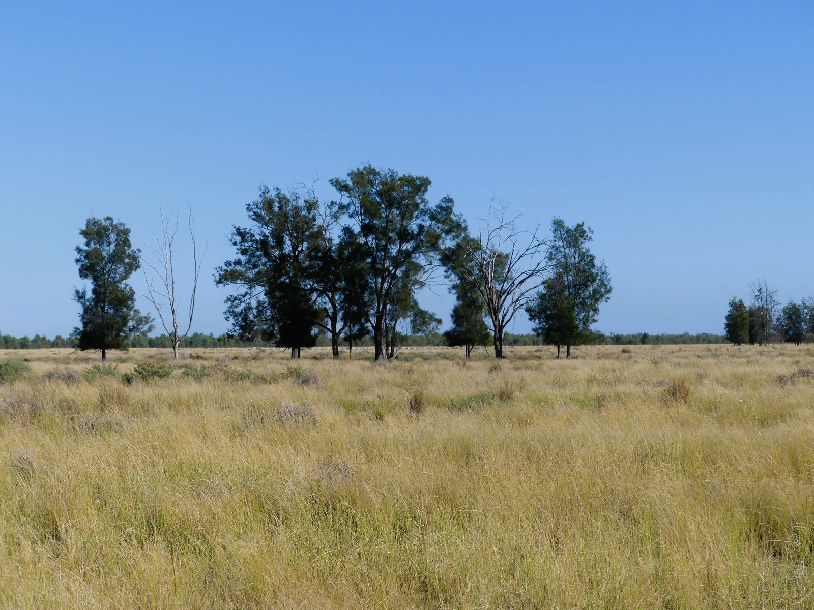 Business For Sale: Thallon, Qld 4497