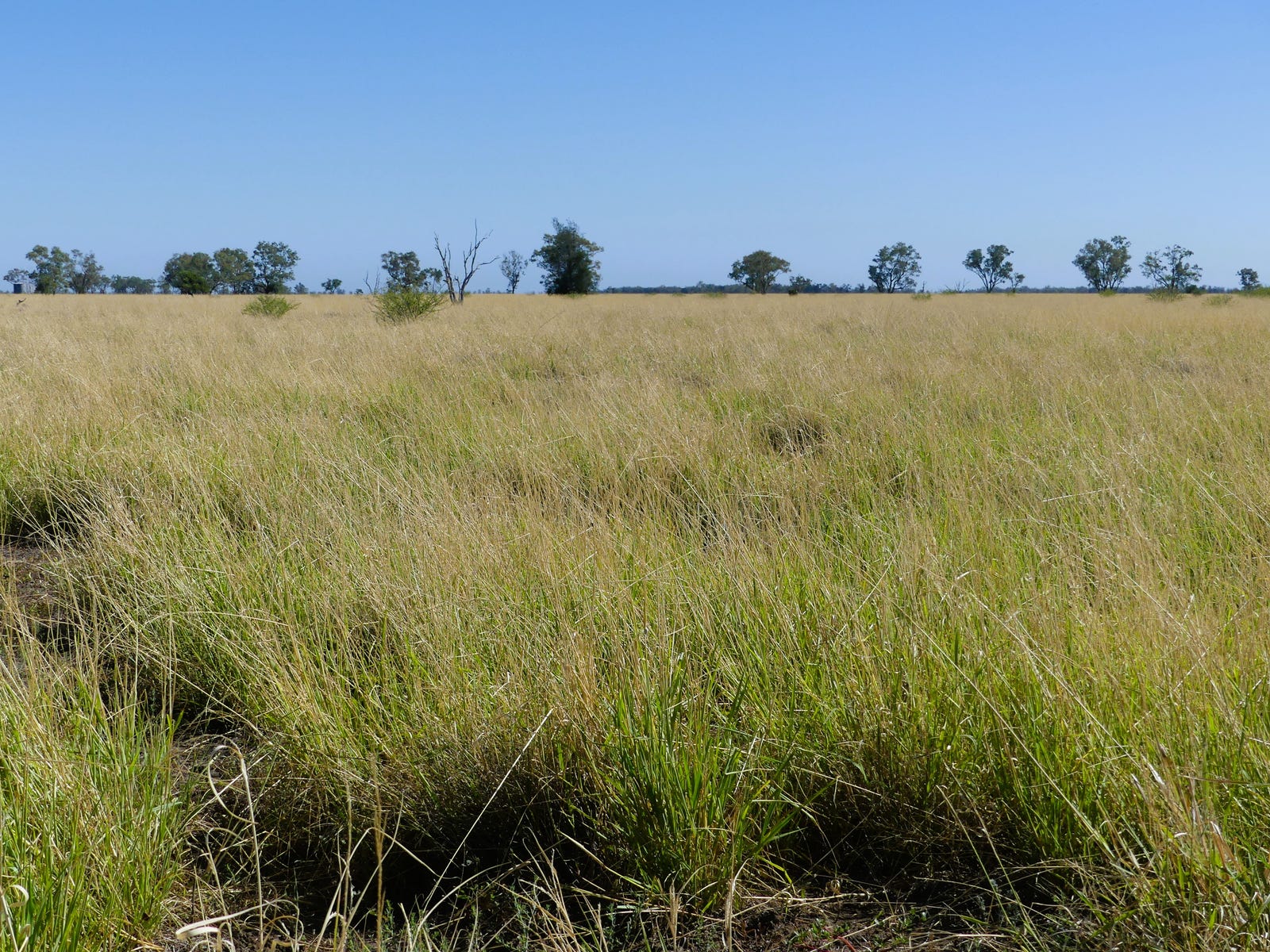 Business For Sale: Thallon, Qld 4497