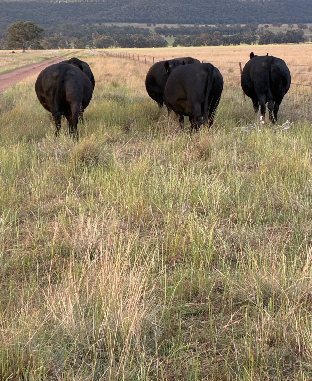 Business For Sale: Neilrex, NSW 2831