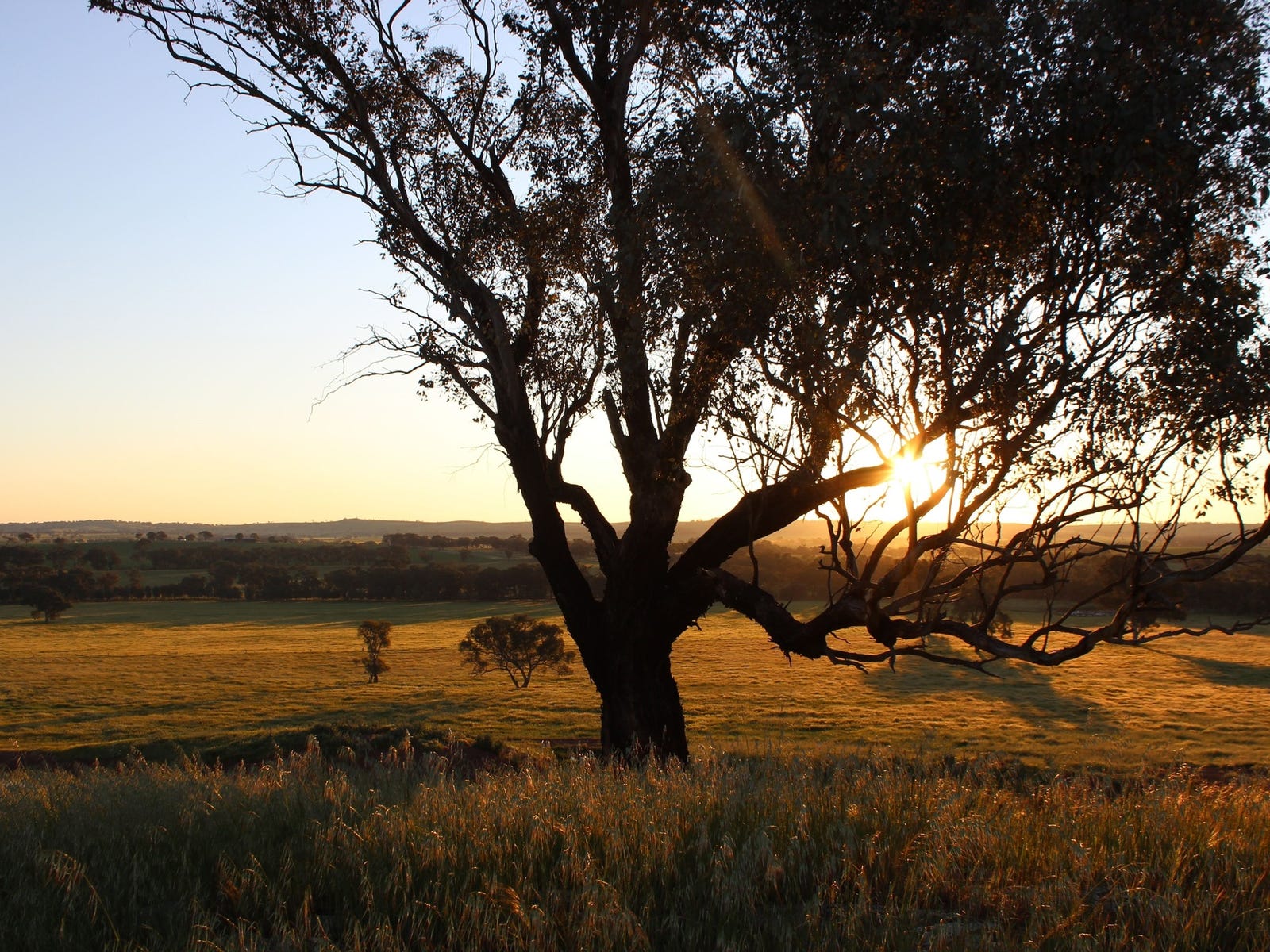 Business For Sale: Young, NSW 2594
