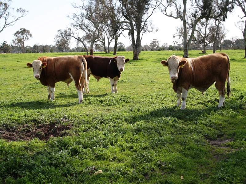 Business For Sale: Lucindale, SA 5272