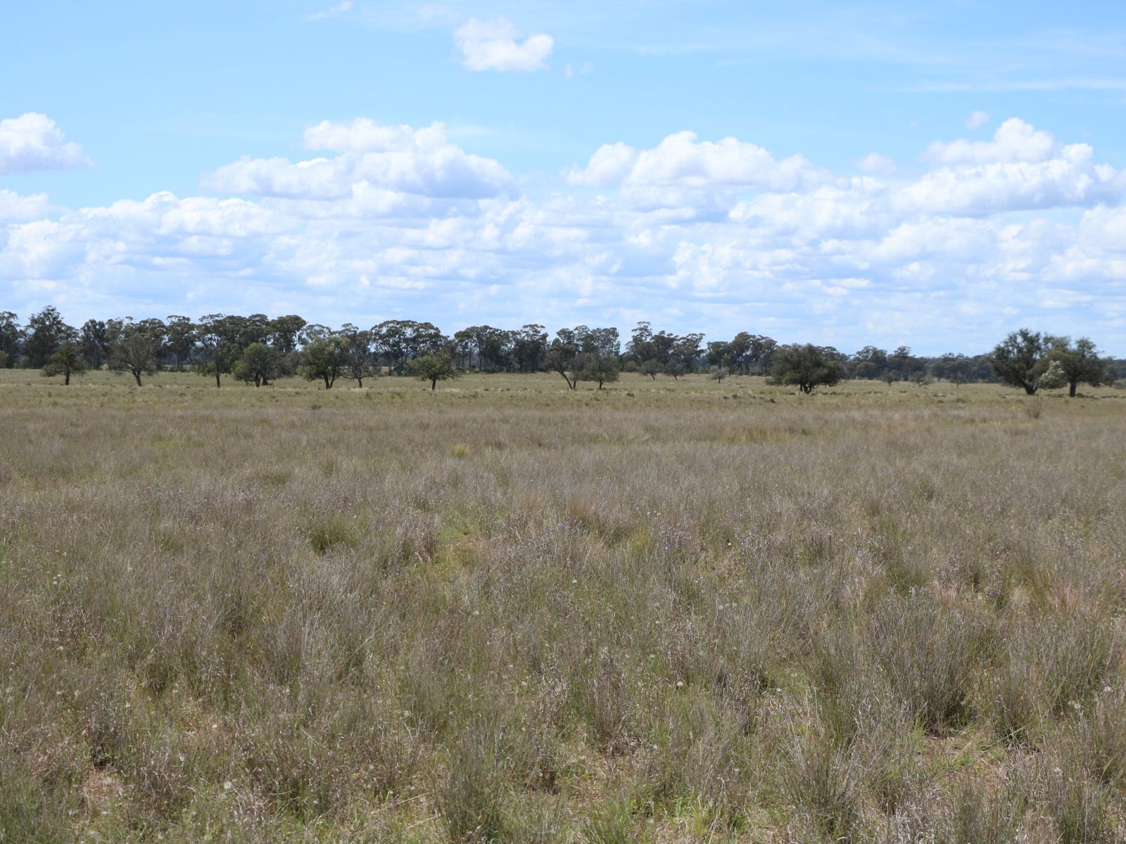 Business For Sale: Trundle, NSW 2875